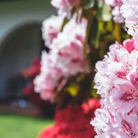 Garni Elena 3* Losone